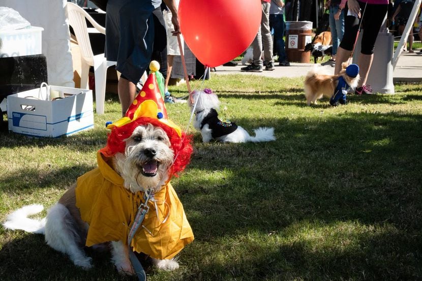 File photo of a dog in costume at a previous Pawtober during Huffhines Art Trail festival in...