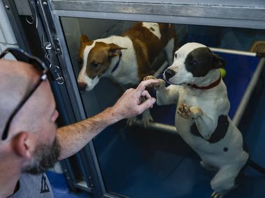 Ryan Lyles interacts with a dog behind glass at Dallas Animal Services, Tuesday, April, 12,...