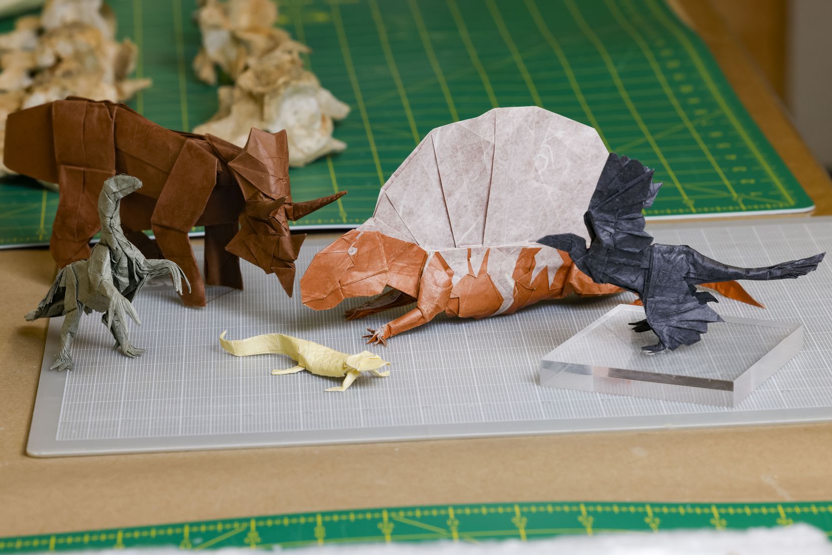 Dinosaur origami figures made by Travis Nolan, an SMU paleontology student, photographed in...