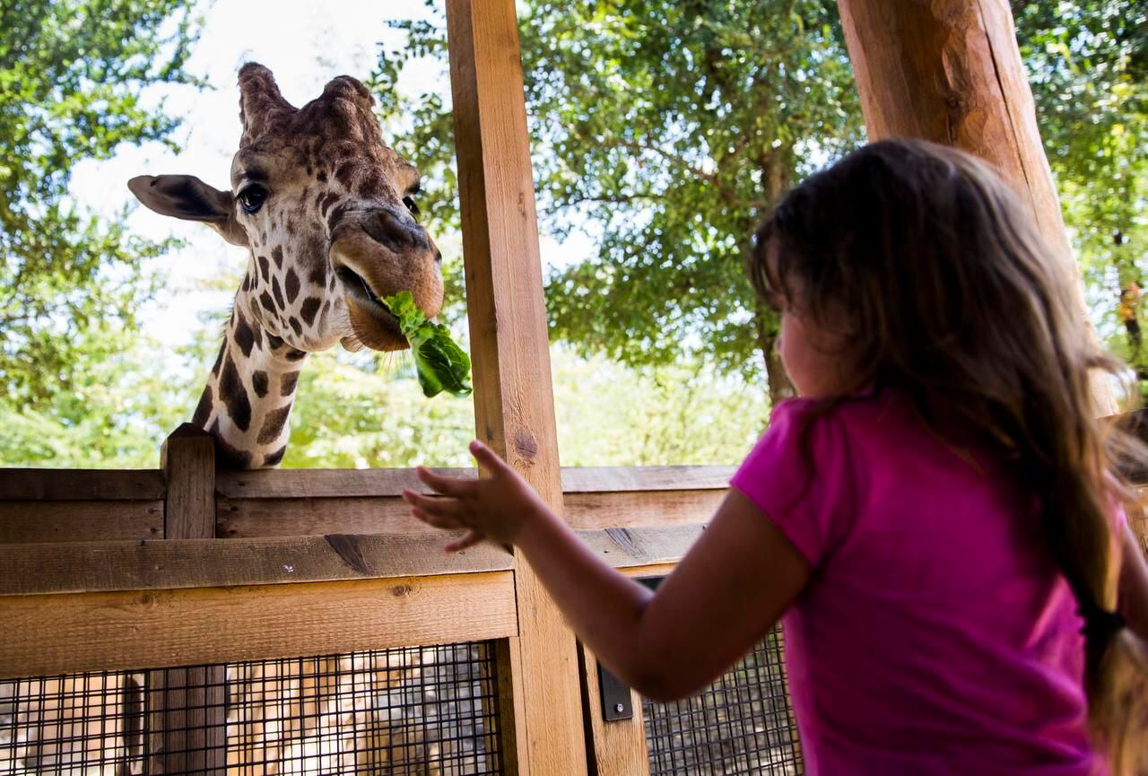 Vecinos de los distritos 1, 2, 6 y 14 no pagan entrada el sábado al Zoológico de Dallas....