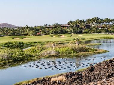 About 100,000 East Coast oysters grown in this pond on the the Four Seasons Hualalai golf...