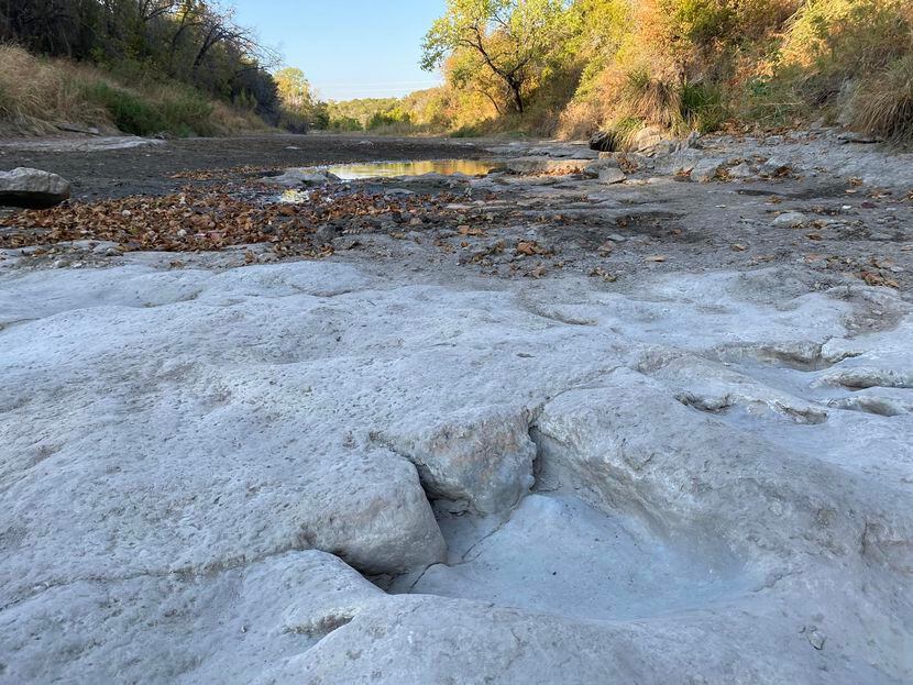 A searing Texas drought has revealed roughly 75 new dinosaur tracks at Dinosaur Valley State...