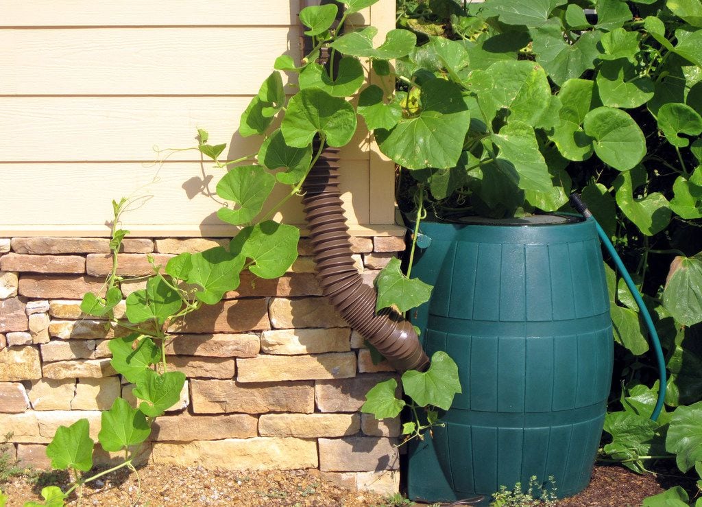 The City of Frisco will sell 50-gallon Ivy rain barrels and 65-gallon backyard compost bins...
