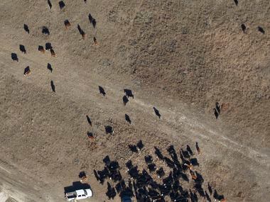 Cattle are rounded up as a grass fire burns near Willow Park, TX, west of Fort Worth, Texas,...