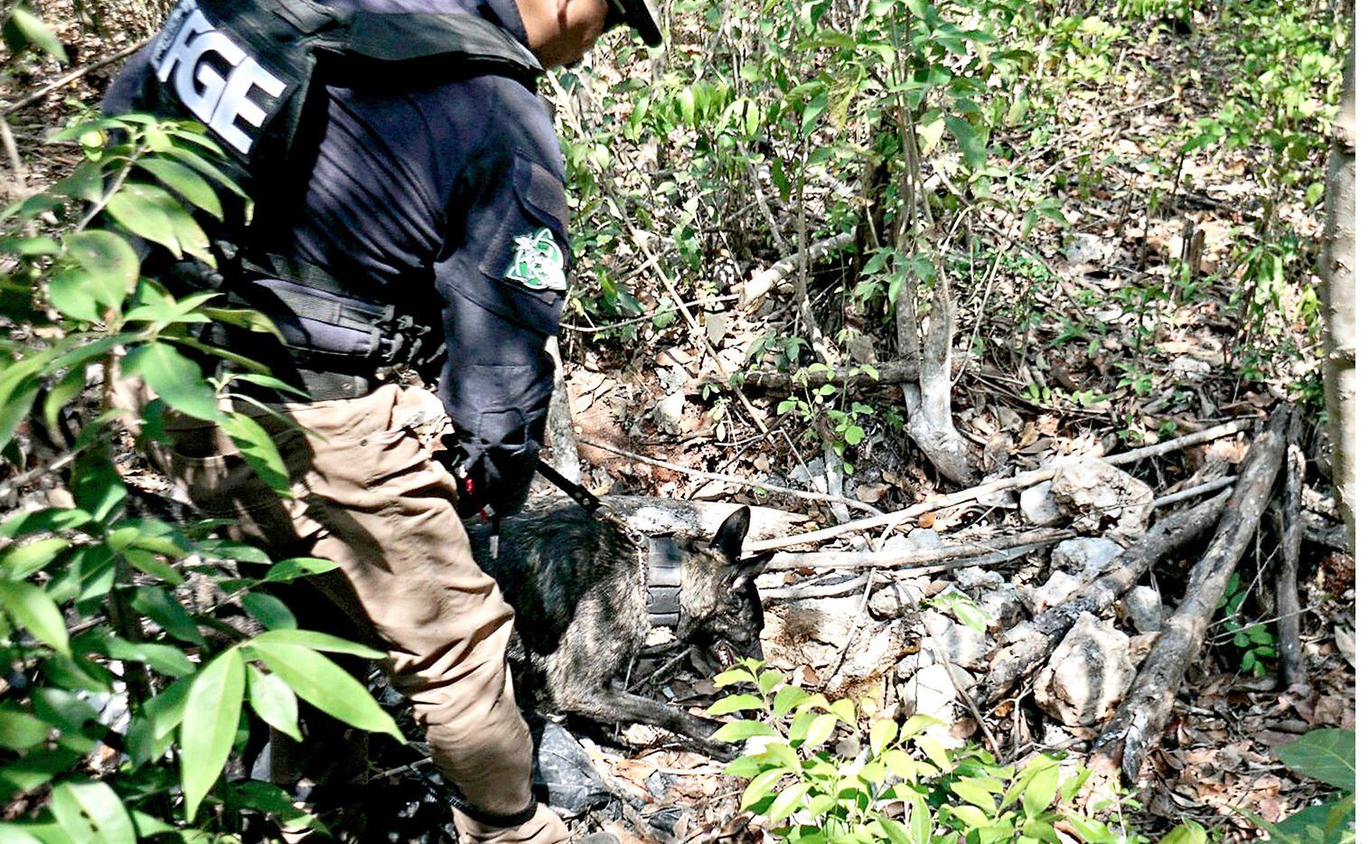 La Fiscalía General del Estado (FGE) de Quintana Roo informó ayer sobre el hallazgo de nueve...