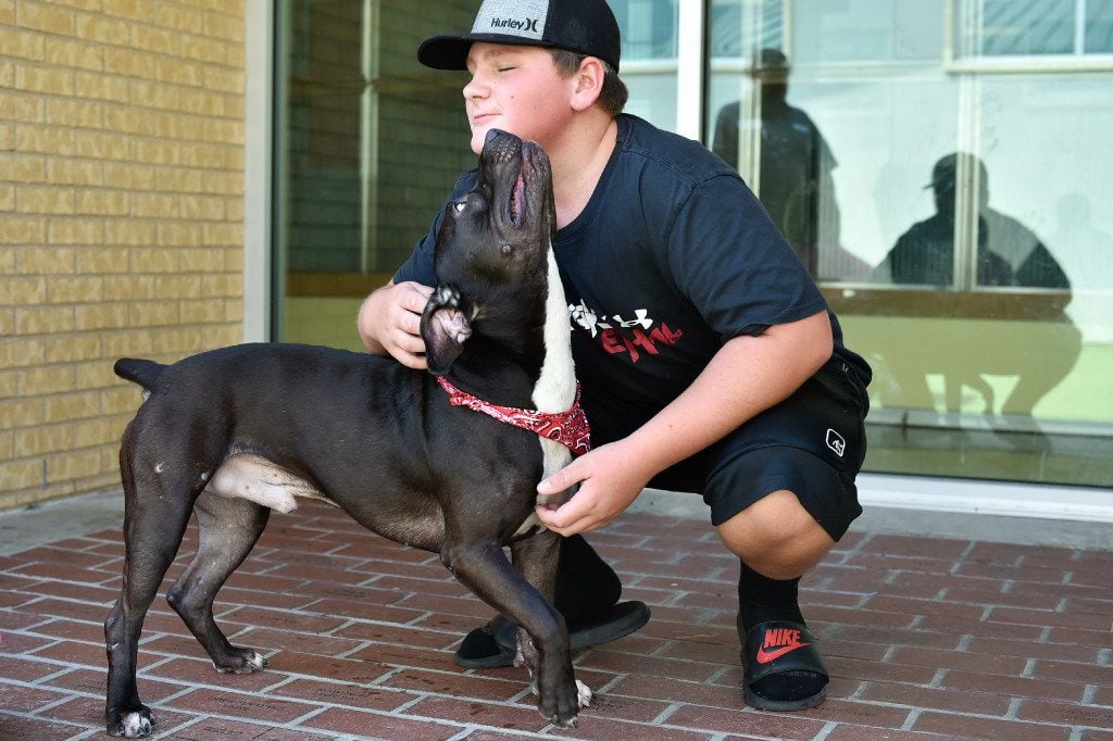 Chandler Desurne adopted pit bull mix Diesel at the Linda McNatt Animal Care and Adoption Center in Denton on Clear the Shelters day in 2017.