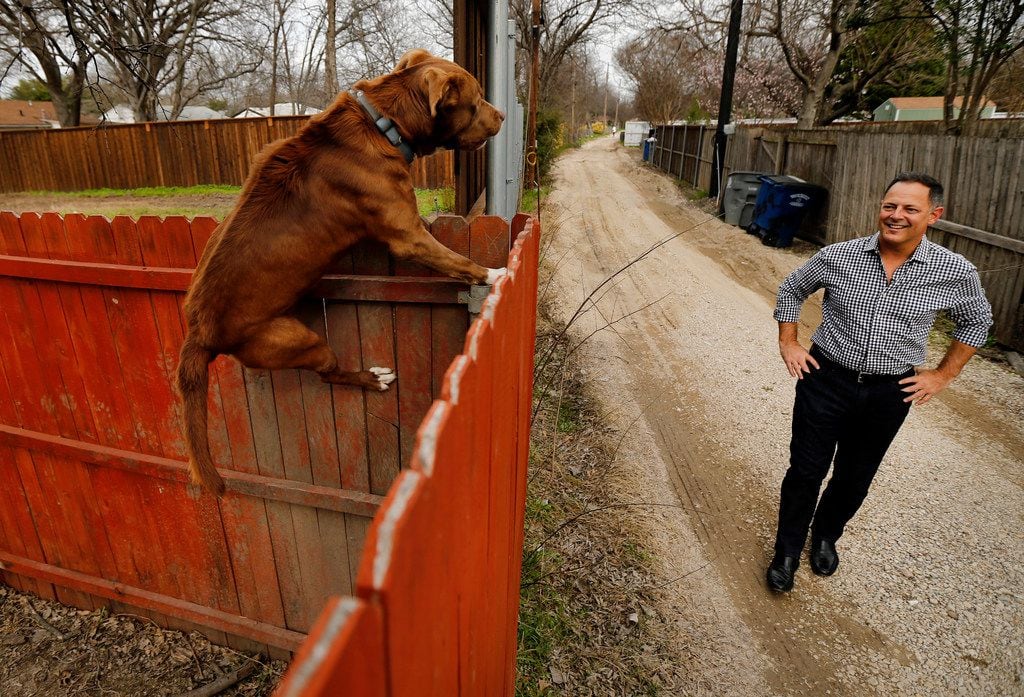 A dog climbs a backyard fence to get a look at Rep. Rafael Anchia as he walks the alley...