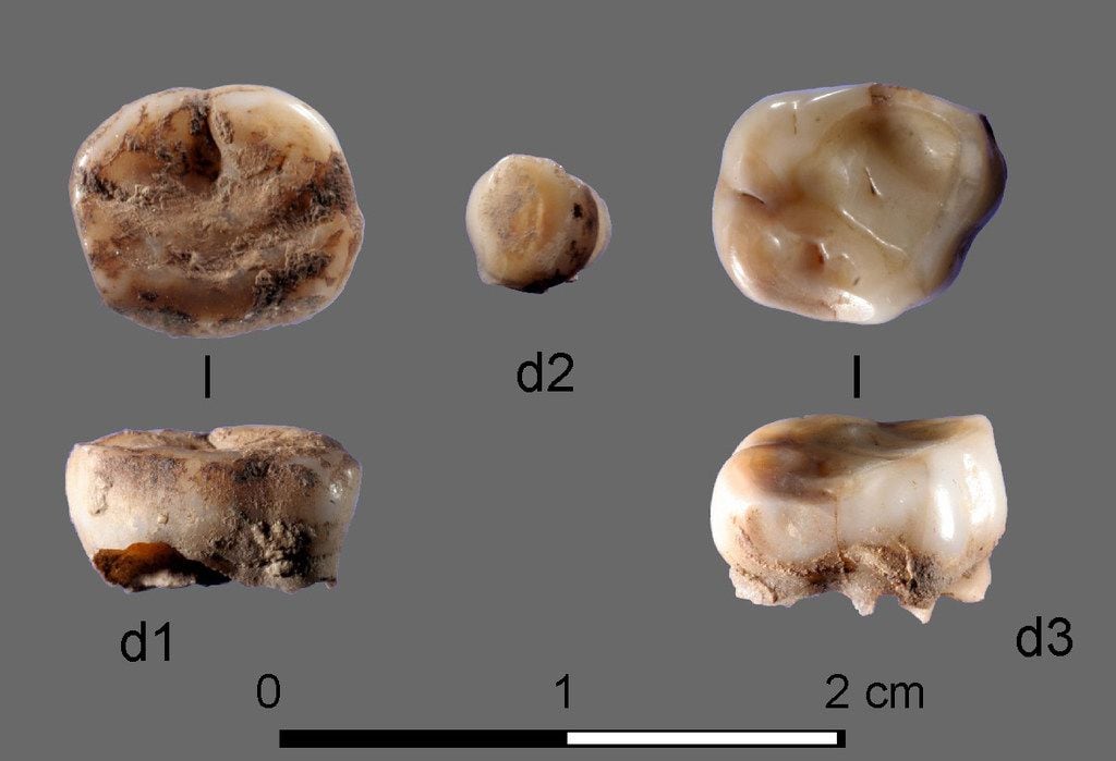 The two 31,000-year-old children's teeth found along the Yana River in Northern Siberia.
