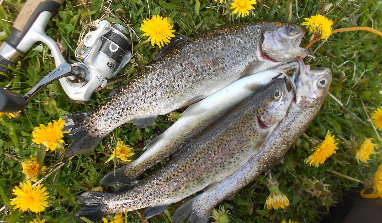 The Texas Parks and Wildlife Department stocks thousands of rainbow trout in area lakes and...