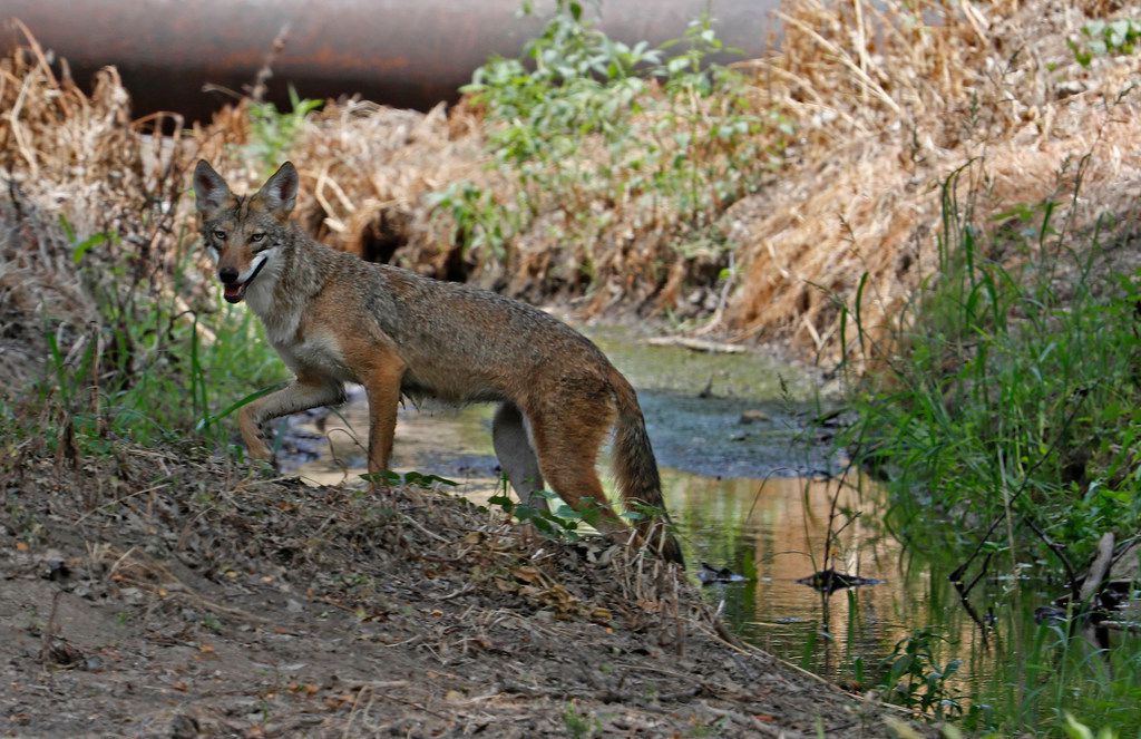 Since late October, Frisco residents have reported 20 coyote sightings and nine bobcat sightings. Only one coyote was reported to appear aggressive toward another animal or pet, on Sept. 29 at Plantation Golf Club.