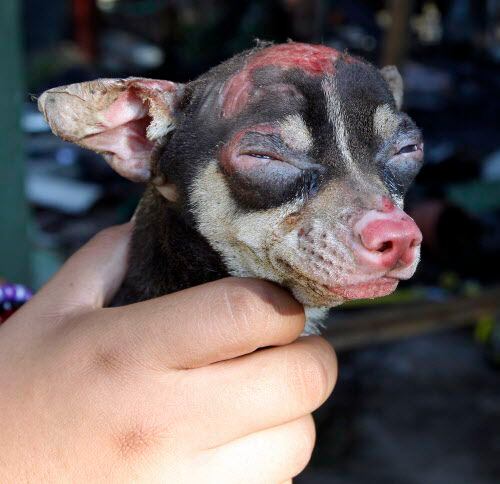 Así quedó Goofy, el Chihuahua, luego de la explosión del 2011.DMN
