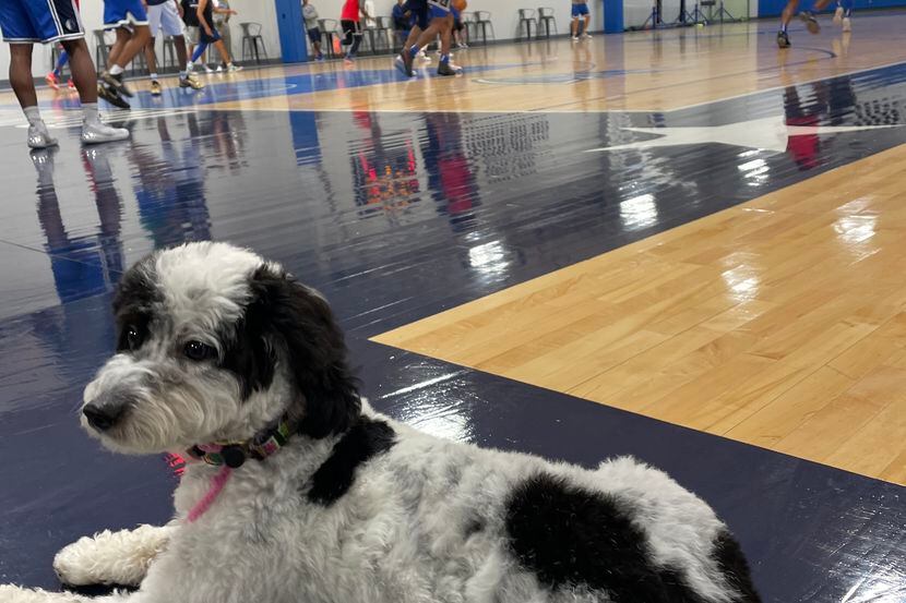 Bailey, the Dallas Mavericks' emotional support dog, sits near a court at the Mavericks'...