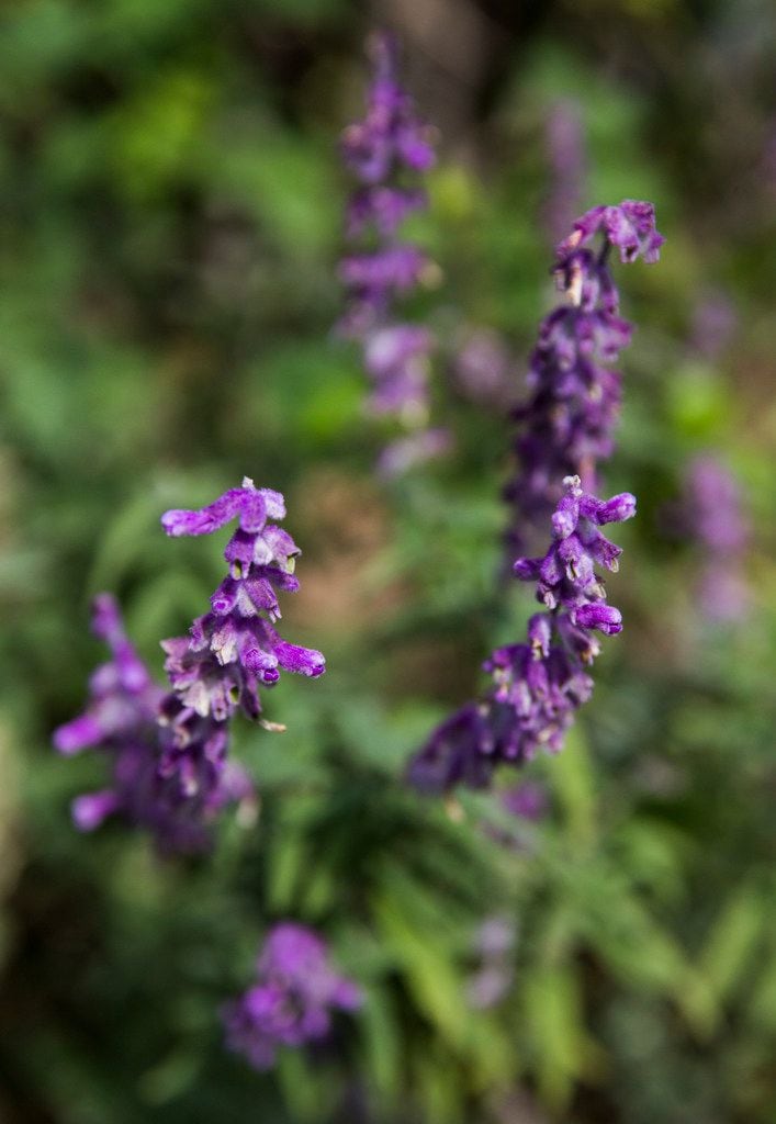 A sage plant blooms in Leslie Eaton's garden.