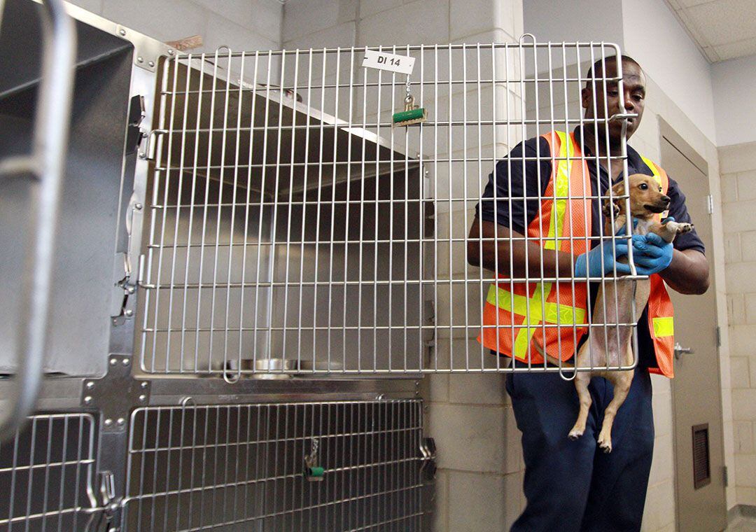  Temporary employee Robert Dunbar, 43 of Lancaster, transfers a small dog to its cage after...