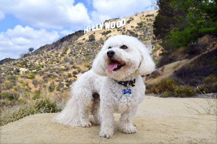 Lassie - Hollywood Star Walk - Los Angeles Times