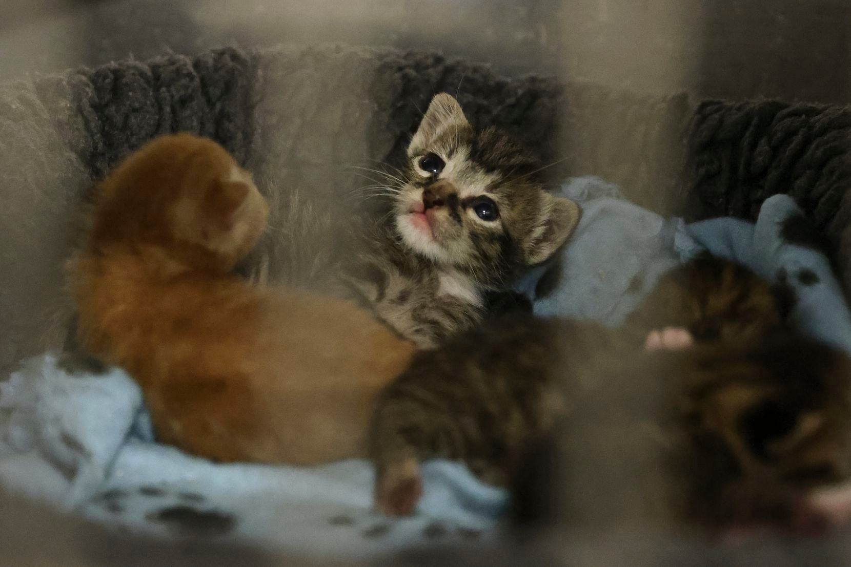 A litter of kittens in the Dallas Animal Services nursery on Wednesday.