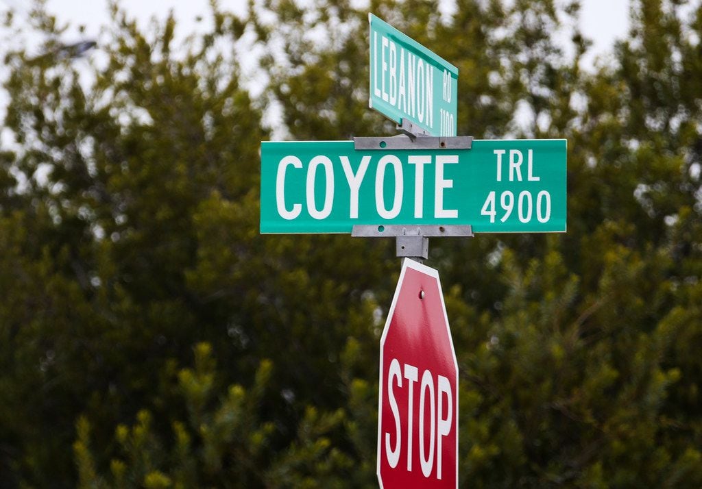 The recent string of attacks by coyotes in Frisco has drawn the attention of national...