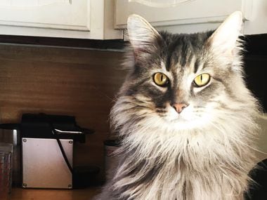 Wallace the cat belongs to Dallas author Sarah Hepola and they are spending significantly more time together, Hepola says, with perhaps mixed results for Wallace.