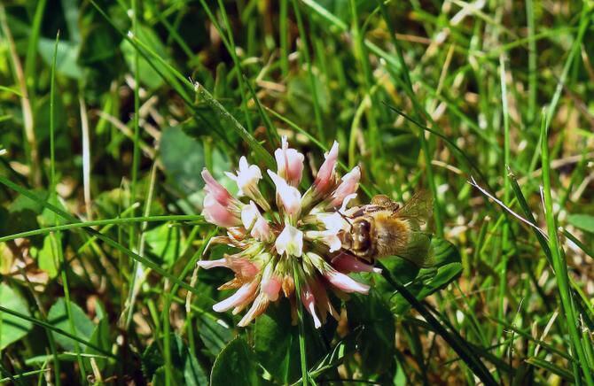 
White clover is generally considered the best companion to cool-season lawn grasses to lure...