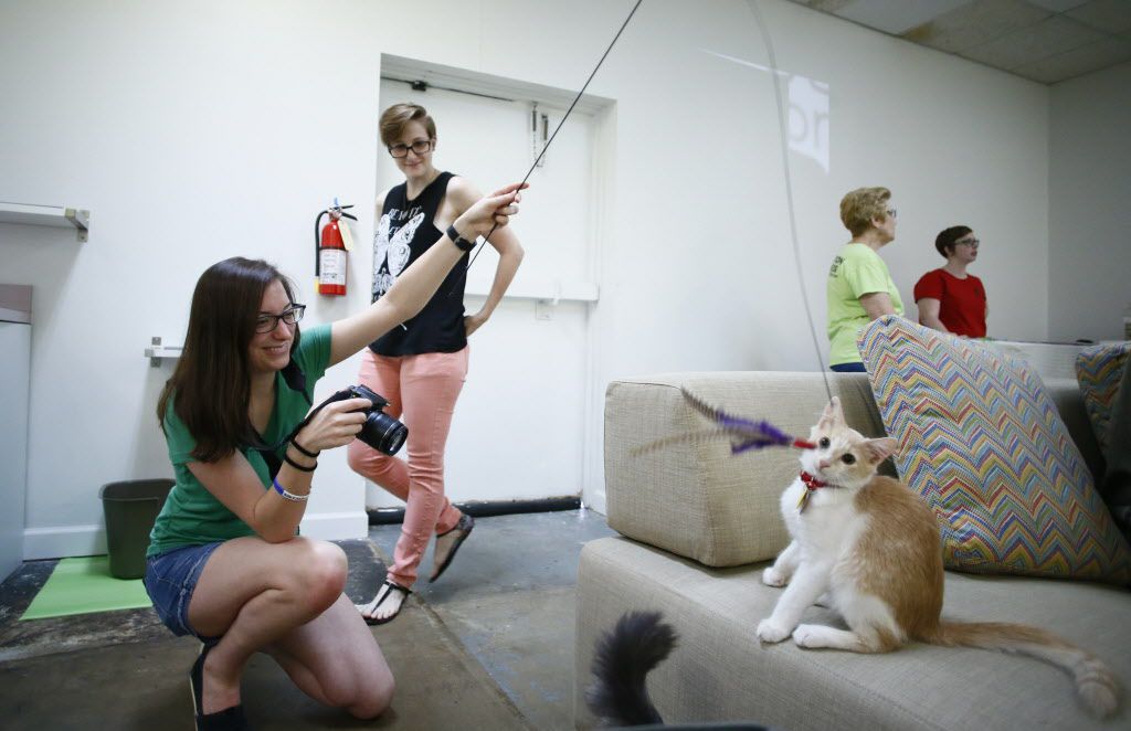 I can haz kittiez! See the furry felines of Dallas' first ...