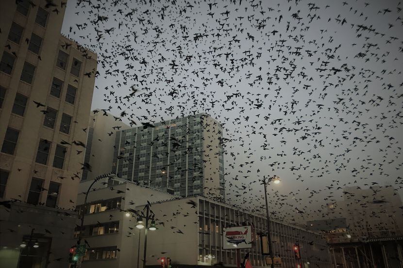 A flock of grackles take flight in downtown Dallas in 2019. The blackbirds are again...
