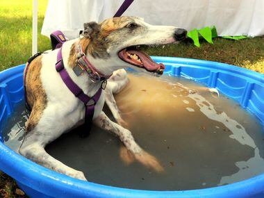 Six-year-old retired race hound Comet wades in the pool at the 21st annual Dog Day Afternoon...