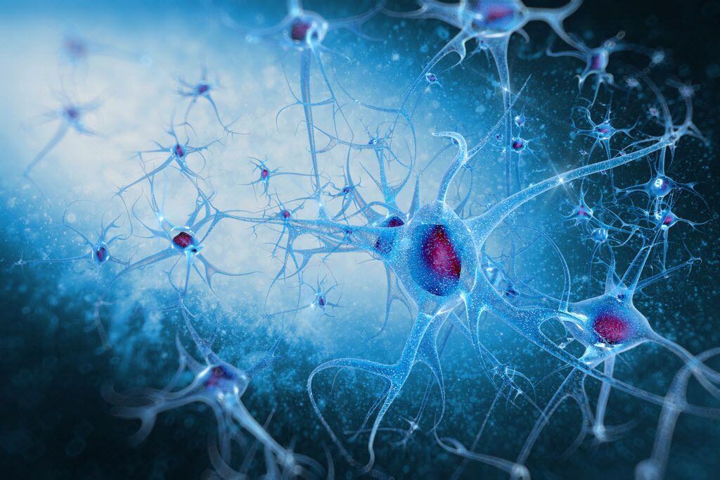 
The study of potential defects in key cell-signaling pathways of the brain is one of many...