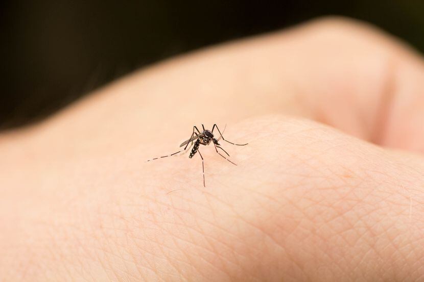 Un mosquito en la mano de una persona.