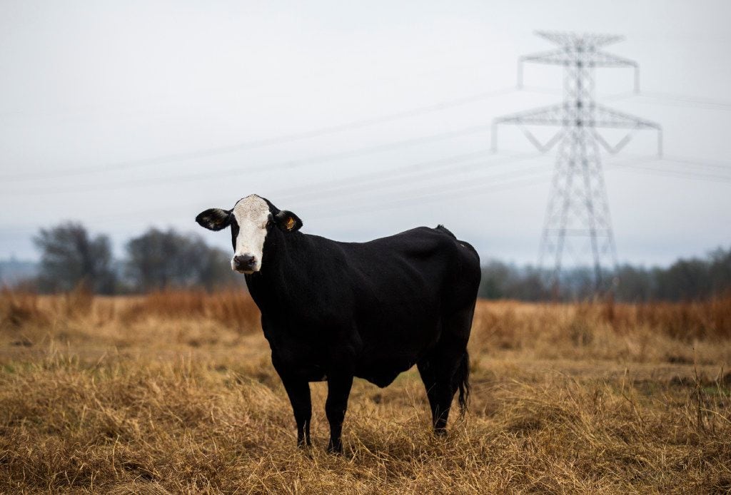 A cow stands in a field close to power lines at John Stoneham's ranch. (Ashley Landis/The...