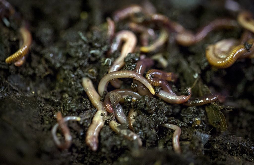 Red wiggler worms writhe in soil at the Texas Worm Ranch. The worms help create...