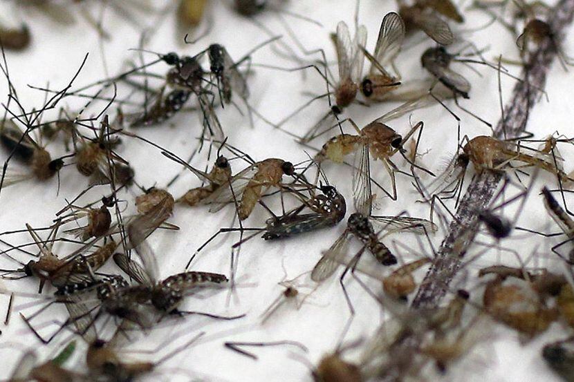 Muestras de mosquitos que son analizadas en laboratorios del area para verificar si portan...