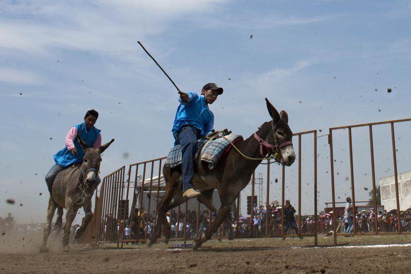 El festival de burros en Otumba convoca miles de personas cada año. Juan Carlos Chávez,...