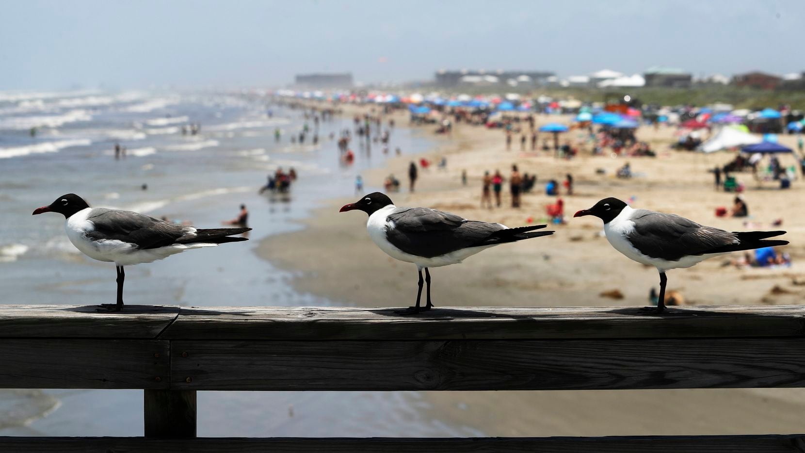 Popular Texas beaches are contaminated with high levels of fecal bacteria, making them...