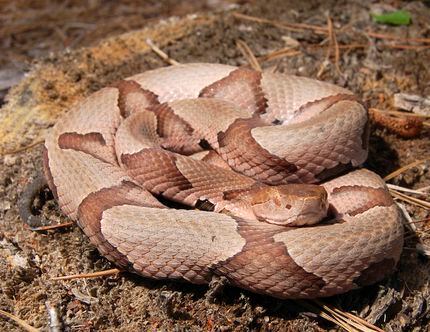 La serpiente de cabeza cobriza o copperhead.