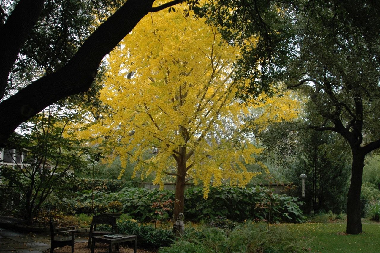 The Garrett ginkgo is special because of its unusually fast growth.