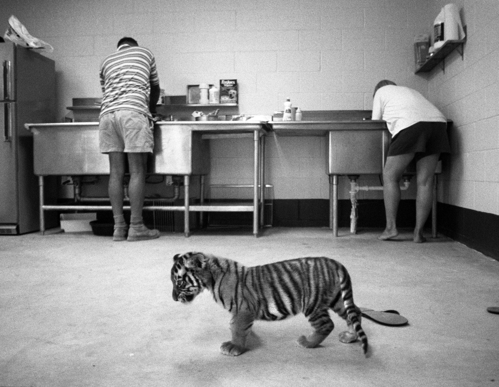 May 17, 1994 - A baby tiger wanders across the  floor of the 'cat kitchen' while Robert and...