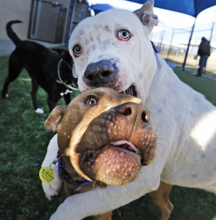 Dallas animal shelter to hit no-kill milestone for December — and that's not  even the best news