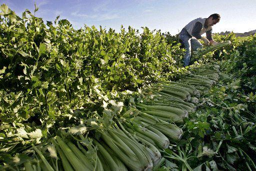 A fFarmworker cutting celery near Fillmore, Calif. The farm has 800 acres of celery ready...
