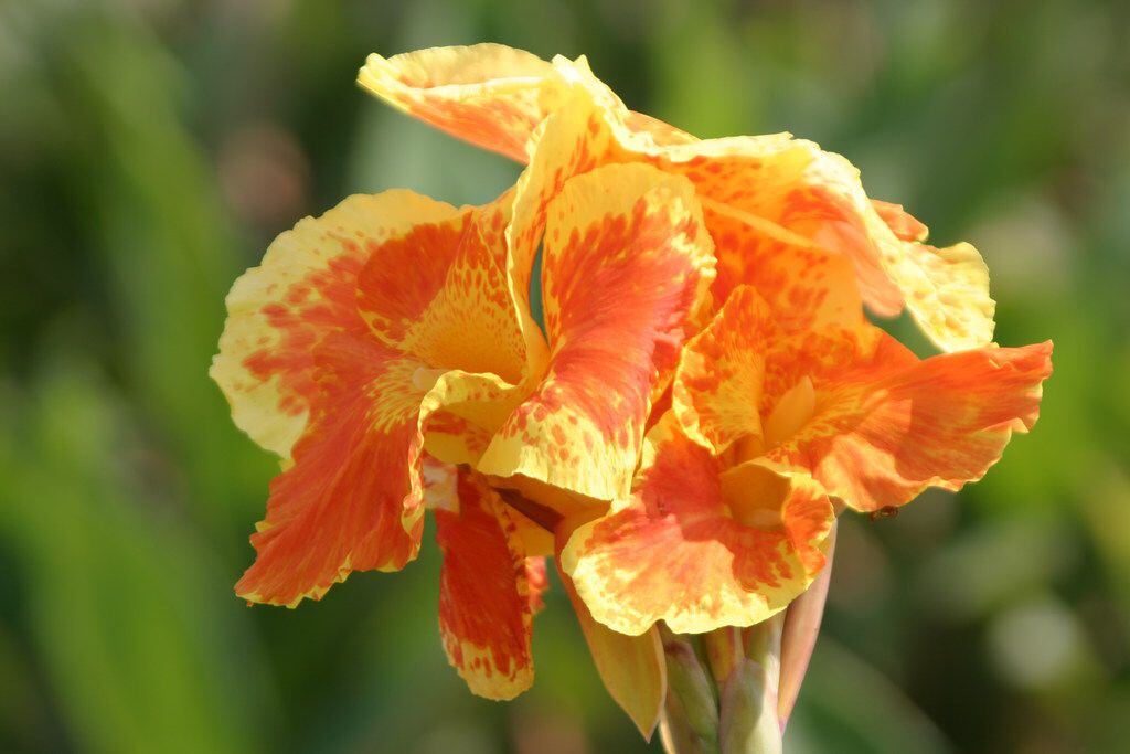 Cannas add tropical garden color, tolerate Texas summers