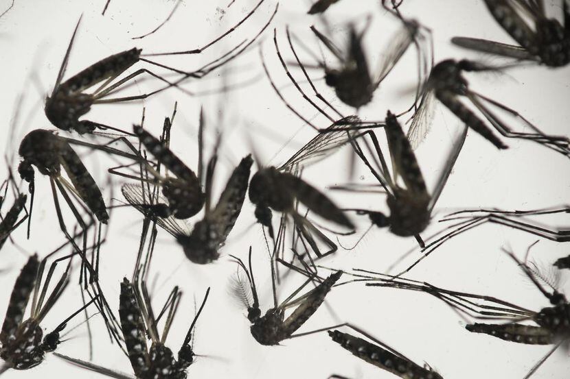 Los mosquitos han ayudado a la proliferación del virus de zika, pero la enfermedad también...