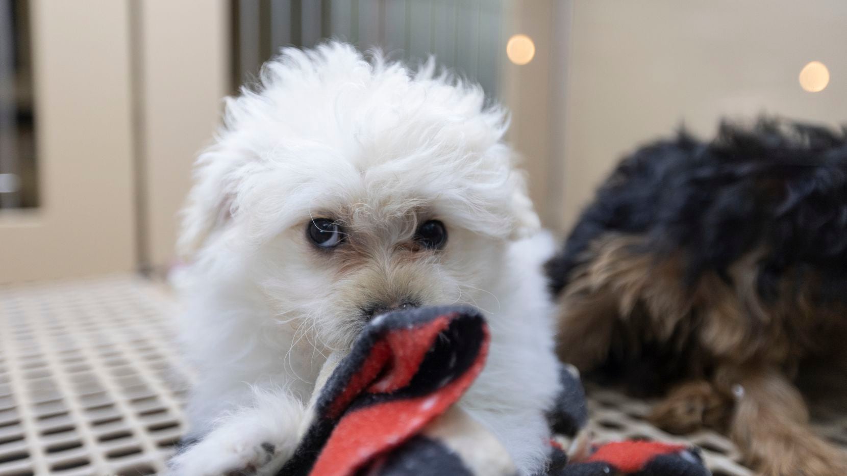 A Maltese Pom plays with a towel at Petland in April.