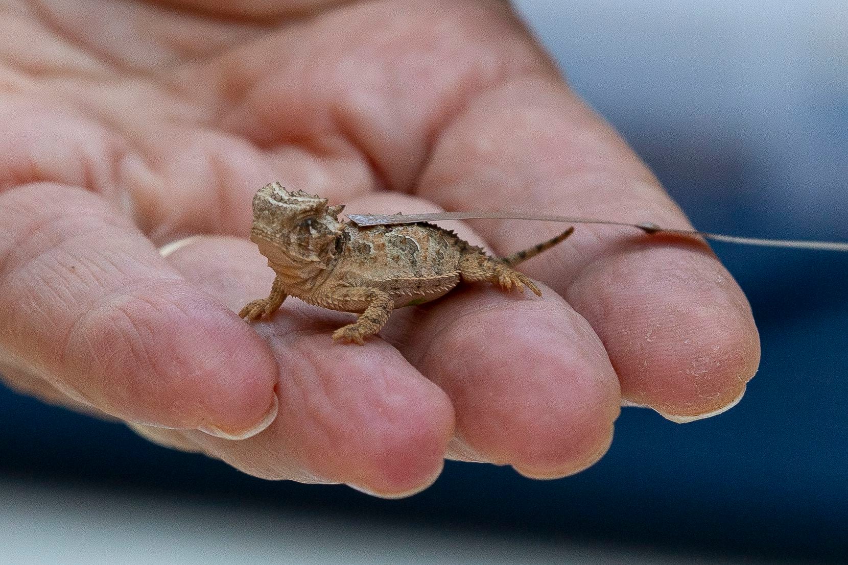 A Texas horned lizard hatchling sported a harmonic radar tag at the Fort Worth Zoo in September. The tag, which is flexible and won’t get tangled in brush, allows researchers from Texas Christian University in Fort Worth to track the hatchlings after they are released into the wild. Horned lizards have been threatened in Texas since the 1970s.
