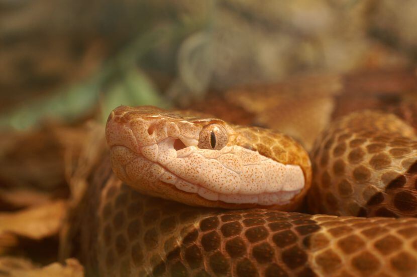 La serpiente cabeza de cobre es una de las más comunes en el Norte de Texas.