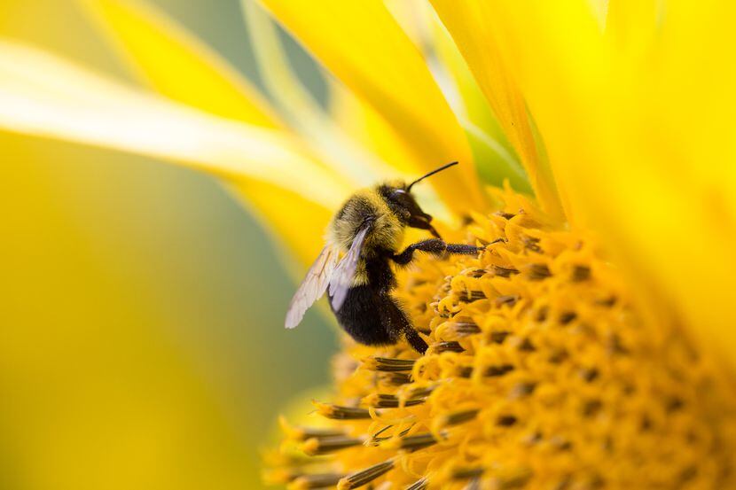 Manejar abejas podría ayudar a personas a atenderse estrés postraumático.