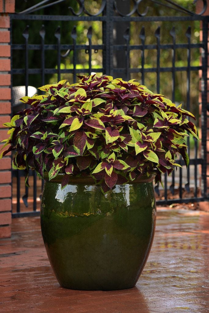 'Pineapple Surprise' from Versa coleus collection from Ball Horticultural Company. 