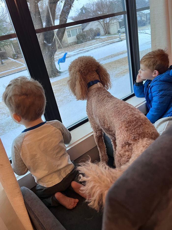 Cooper, left, Husker the dog, and Jack, look outside during a winter storm in Dallas on...