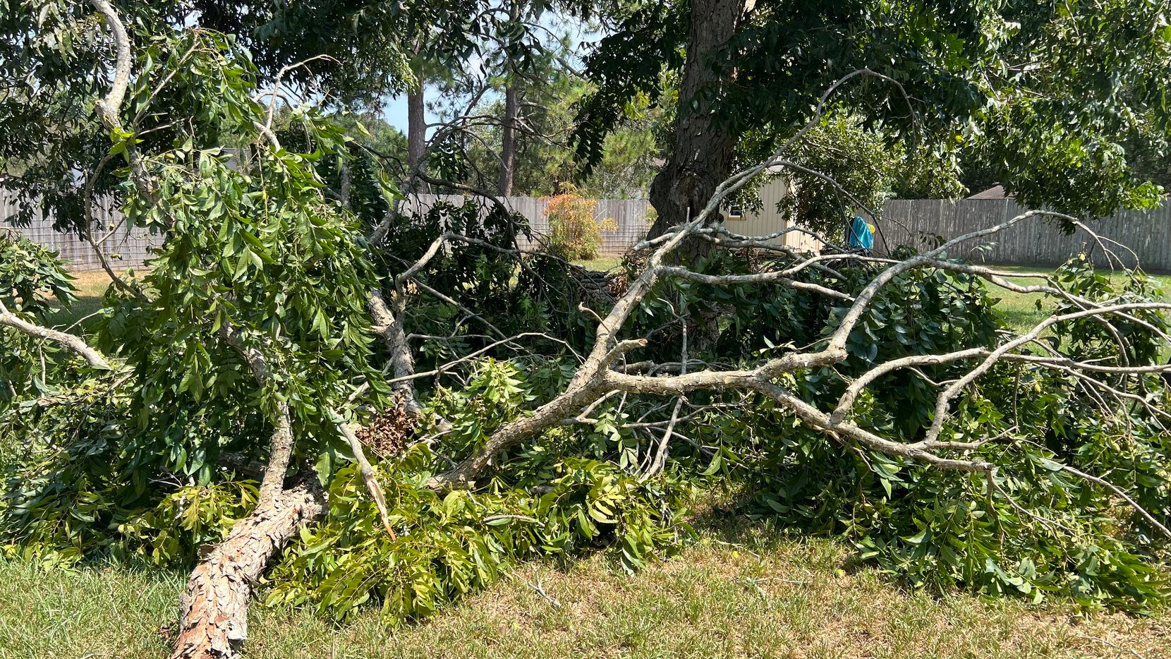 Large limbs have been falling off trees across North Texas this summer. The phenomenon is...