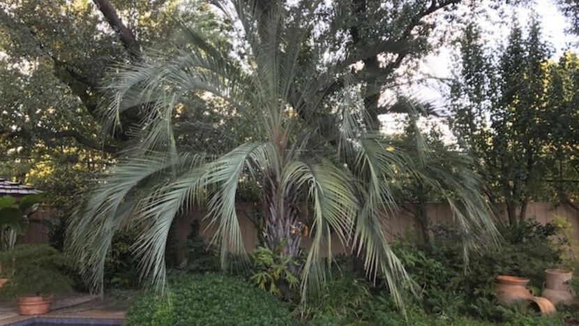 Want To Grow Palm Trees These Choices Actually Tolerate Cold And Shade