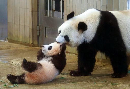 Mamá panda Shin Shin jala a su cría Xiang Xiang, izquierda, en el Zoológico Ueno en Tokio,...