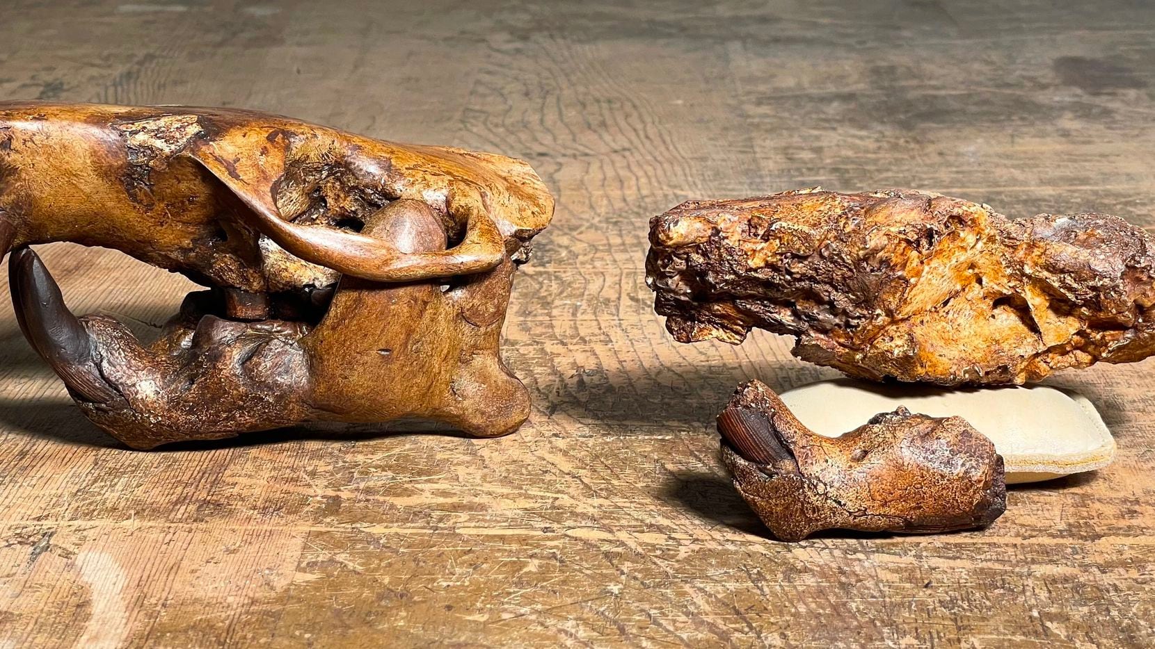 A partial skull fossil from the ancient beaver Anchitheriomys buceei (on right) alongside a...